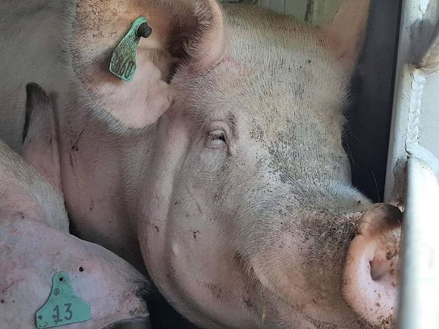 Zwei Schweine liegen nebeneinander in einem Stall, jedes mit Ohrmarken, mit einer Metallstange auf der rechten Seite und einem unbestimmten Objekt im Hintergrund.