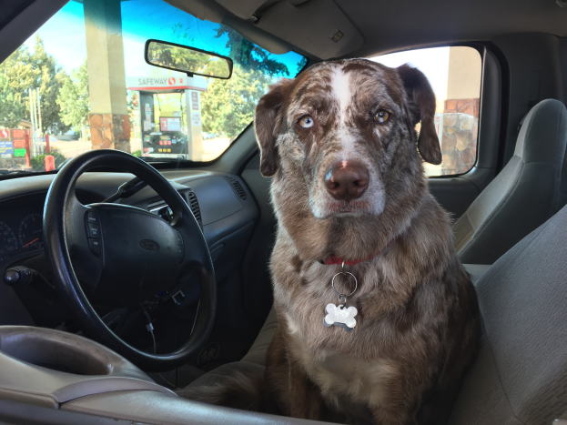Ein braun-weißer Hund sitzt im Fahrersitz eines Autos und trägt ein Medaillon, mit einem Lenkrad, Tacho und anderen Gegenständen im Sichtfeld, während draußen durch die Fenster Bäume, eine Tankstelle und der Himmel zu sehen sind.