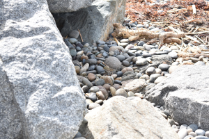 Ein steiniger Strand mit verstreuten Felsen und Kieseln, der eine kleine Eidechse zeigt, die auf einem Felsen sitzt, und trockene Blätter und Stöcke im Hintergrund.