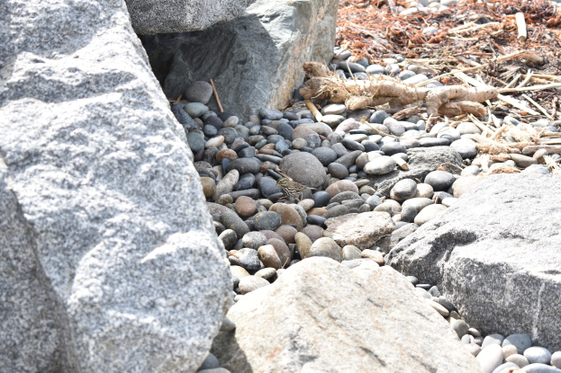 Ein steiniger Strand mit verstreuten Felsen und Kieseln, der eine kleine Eidechse zeigt, die auf einem Felsen sitzt, und trockene Blätter und Stöcke im Hintergrund.