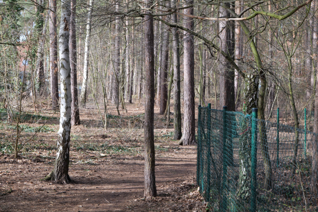 Ein gewundener Pfad durch einen dichten Wald hoher, grüner Bäume mit einem grünen Zaun auf der rechten Seite, beschattet vom Baumdach.