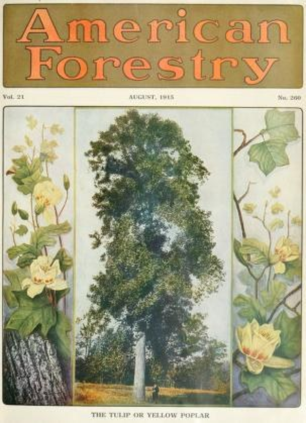 Ein Buchumschlag mit der Aufschrift "American Forestry Magazine, August 1915" mit leuchtenden Illustrationen von Bäumen, Blumen und Blattschmuck.