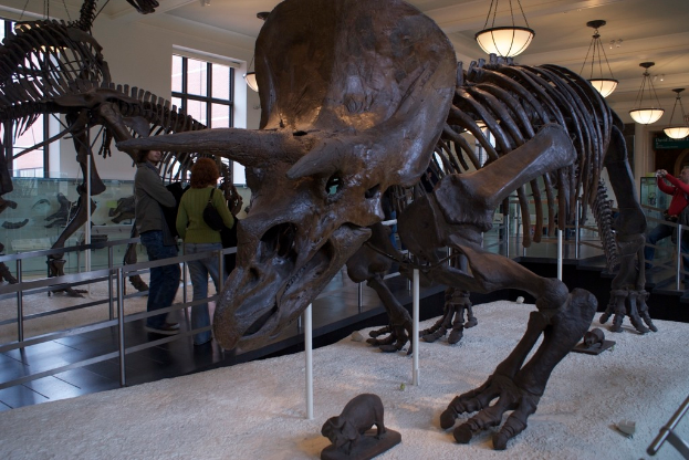 Eine Dinosaurier-Ausstellung in einem Museum mit einem Eisengeländer davor, zwei Menschen daneben, einer weißen Wand mit Fenstern und Lampen oben.