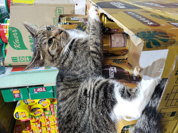 Eine Katze liegt auf einem Stapel Kartons, umgeben von Dosen und anderen Gegenständen.