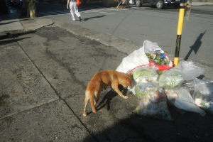 Ein Hund steht auf der Straße neben einem Haufen Müllsäcke, mit Menschen auf dem Gehweg, Fahrzeugen auf der Straße, Gebäuden, Bäumen und einem klaren blauen Himmel im Hintergrund.