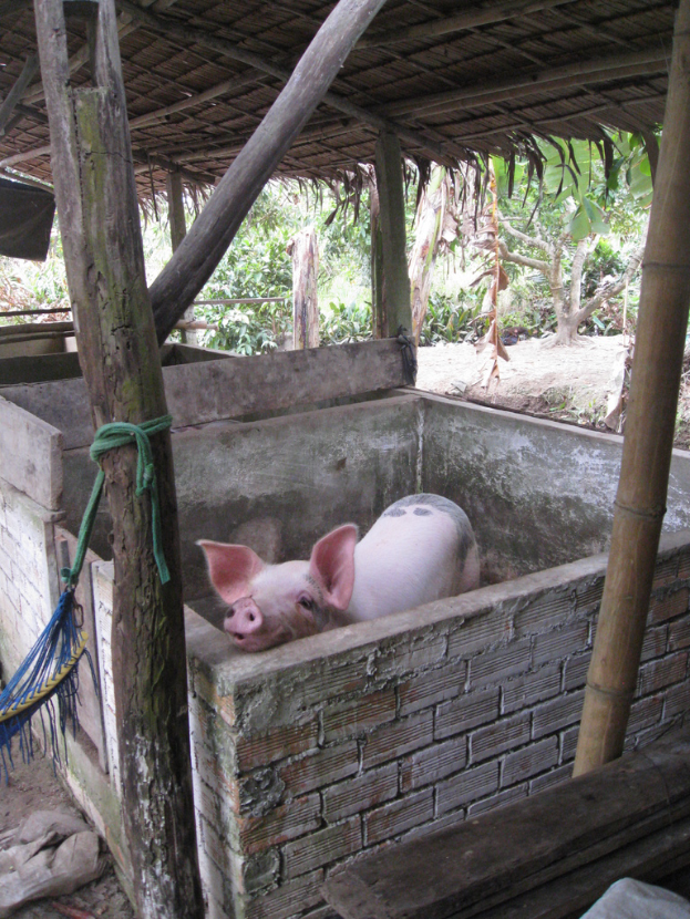Ein rotes Schwein steht in einem Holzdach-Gehäuse mit umgebenden Wänden.