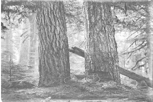 Schwarz-weißes Foto eines Fahrrads auf dem Waldboden umgeben von hohen Rotbuchen mit Sonnenstrahlen, die durch die Zweige scheinen.