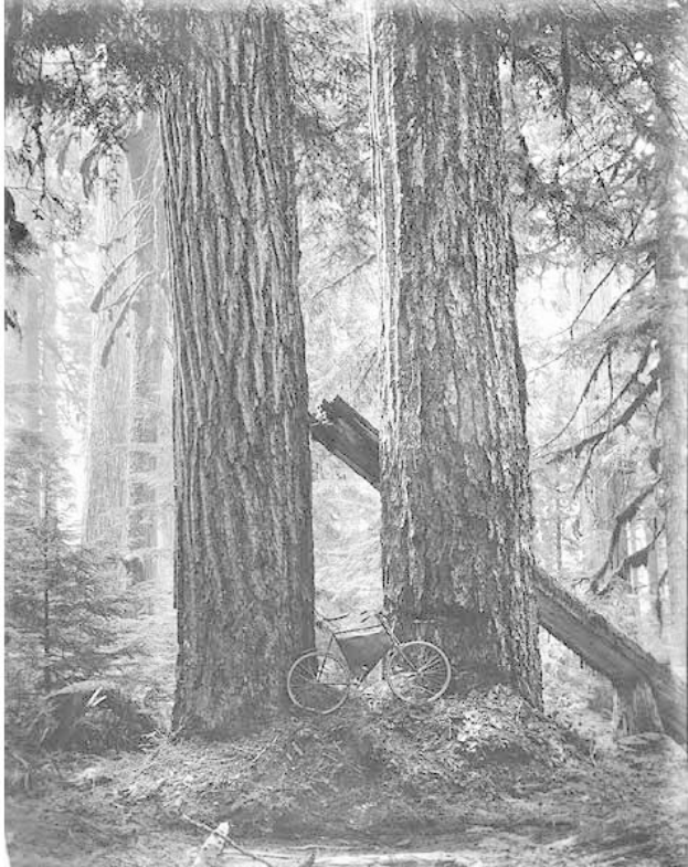 Schwarz-weißes Foto eines Fahrrads auf dem Waldboden umgeben von hohen Rotbuchen mit Sonnenstrahlen, die durch die Zweige scheinen.