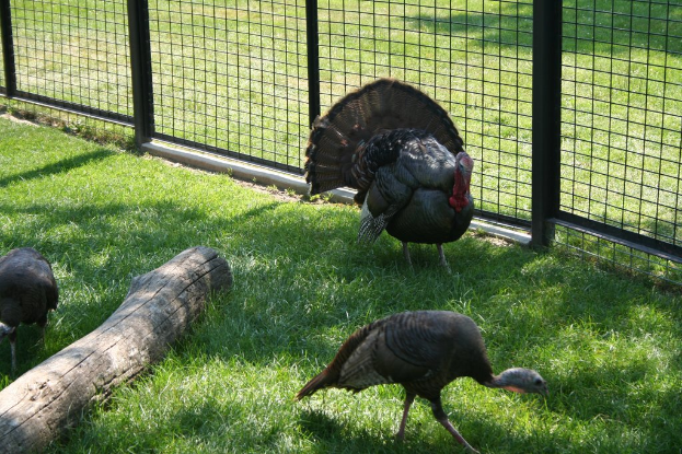 Vögel sitzen auf einem Zaun mit Gras, das am unteren Bildrand zu sehen ist.