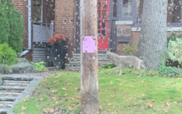 Ein Hund geht vor einem Haus mit roter Tür vorbei, umgeben von Gras, trockenen Blättern, einem Pfahl mit einem Papier, Bäumen, Pflanzen, einem Müllcontainer, Steinen und einer Treppe.