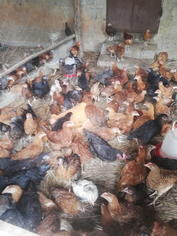Große Gruppe von Hühnern in einem Maschendrahtzaun-Käfig mit einer Wand und einer Tür im Hintergrund, einschließlich eines Eimers mit Hennen auf der rechten Seite.