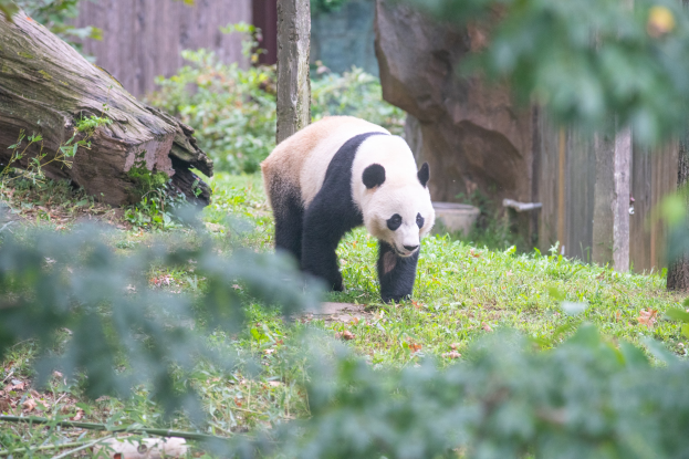Ein Panda, der durch Gras in einem Zoogehege mit Pflanzen, Baumstämmen, Felsen und einer hölzernen Wand im Hintergrund geht.
