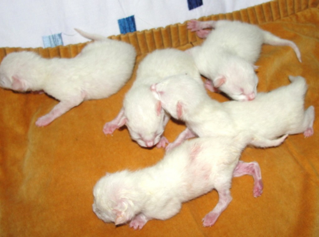 BPOL NRW: Mit 15 Ratten in einem Käfig unterwegs in Europa - Bundespolizei rettet Tiere in Essen